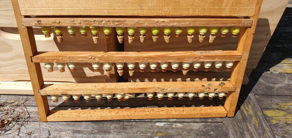 Formations à l'Apiculture whatsapp image 2026 06 30 at 01.45.15 (7)